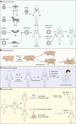 Recombination in Positive-Strand RNA Viruses